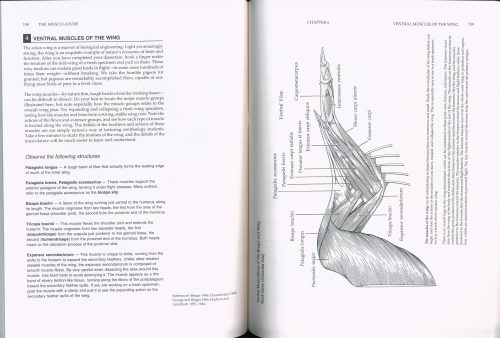 Manual of Ornithology: Avian Structure and Function - Image 3