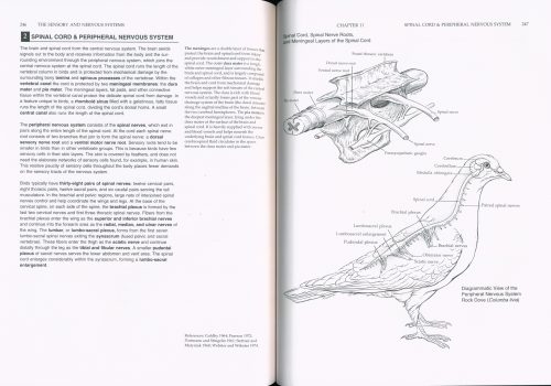 Manual of Ornithology: Avian Structure and Function - Image 4