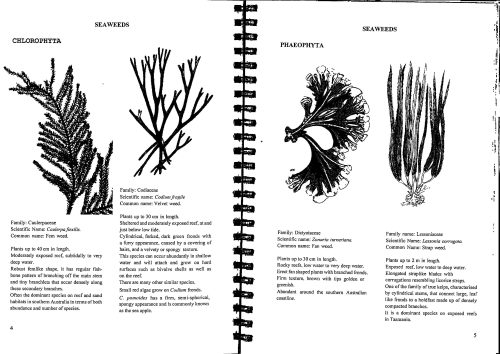 Between Tasmanian Tide Lines:  A Field Guide (Fourth Edition) - Image 5