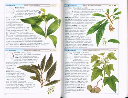 Cronin's Key Guide to Australian Trees - Image 2