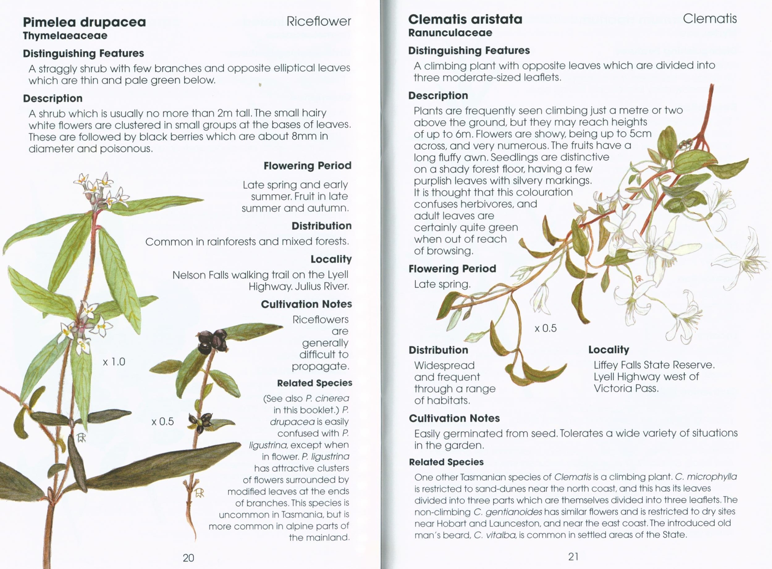 Rainforest Plants of Tasmania: Plant Identikit (Second Edition) - Image 3