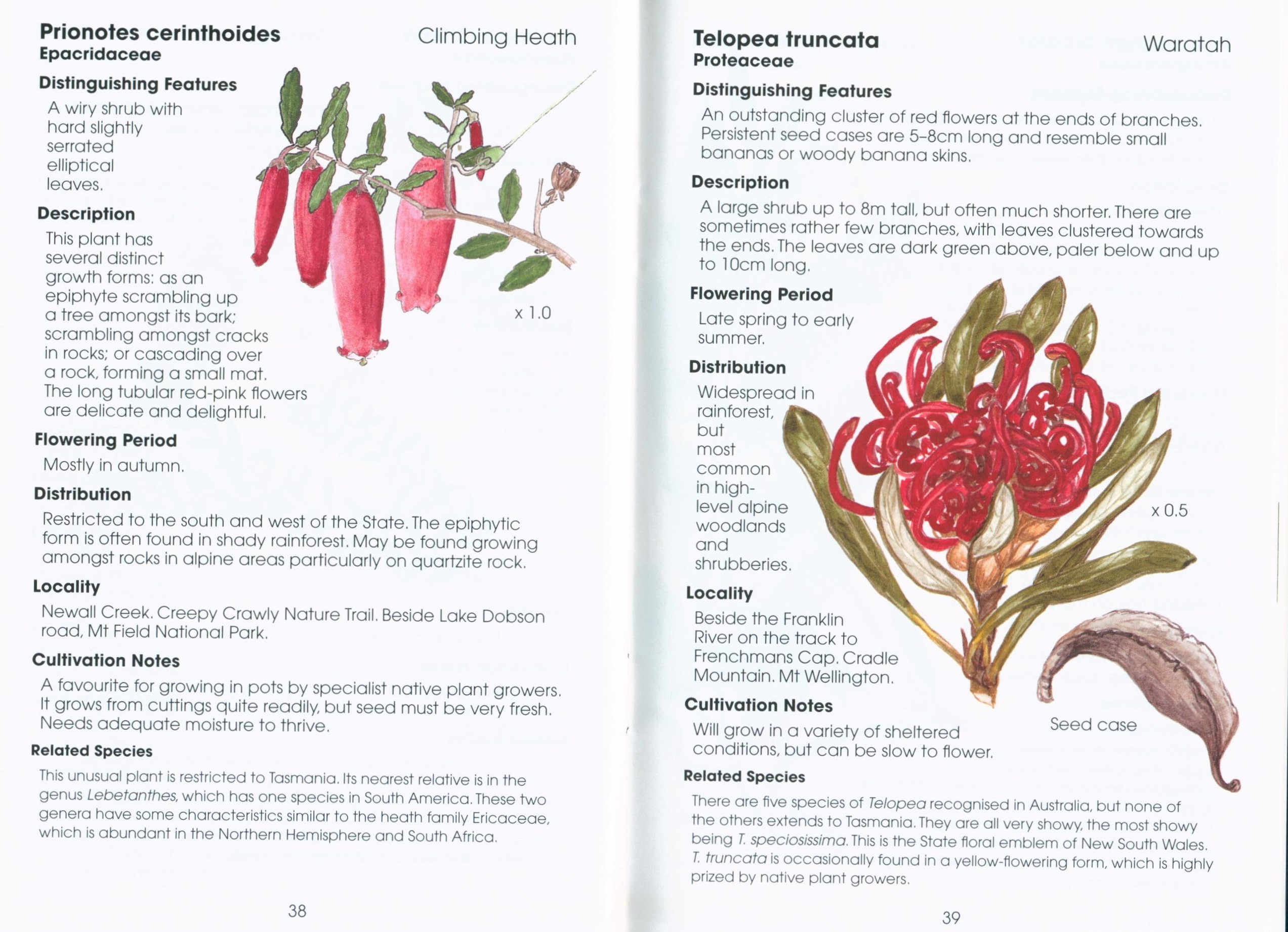 Rainforest Plants of Tasmania: Plant Identikit (Second Edition) - Image 4