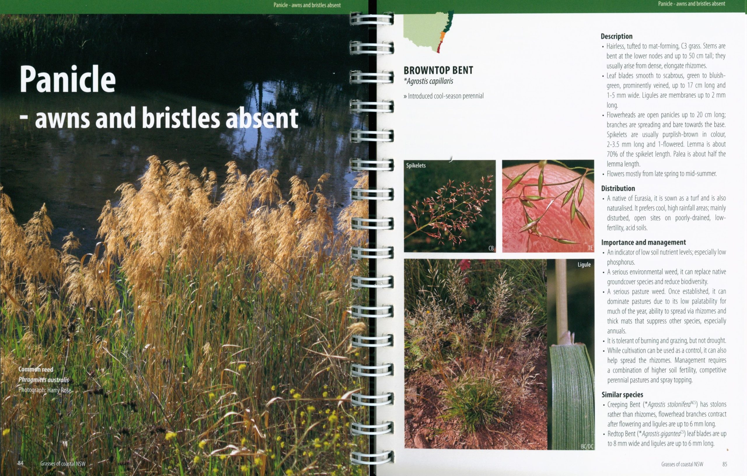 Grasses of Coastal NSW (Second Edition) - Image 3
