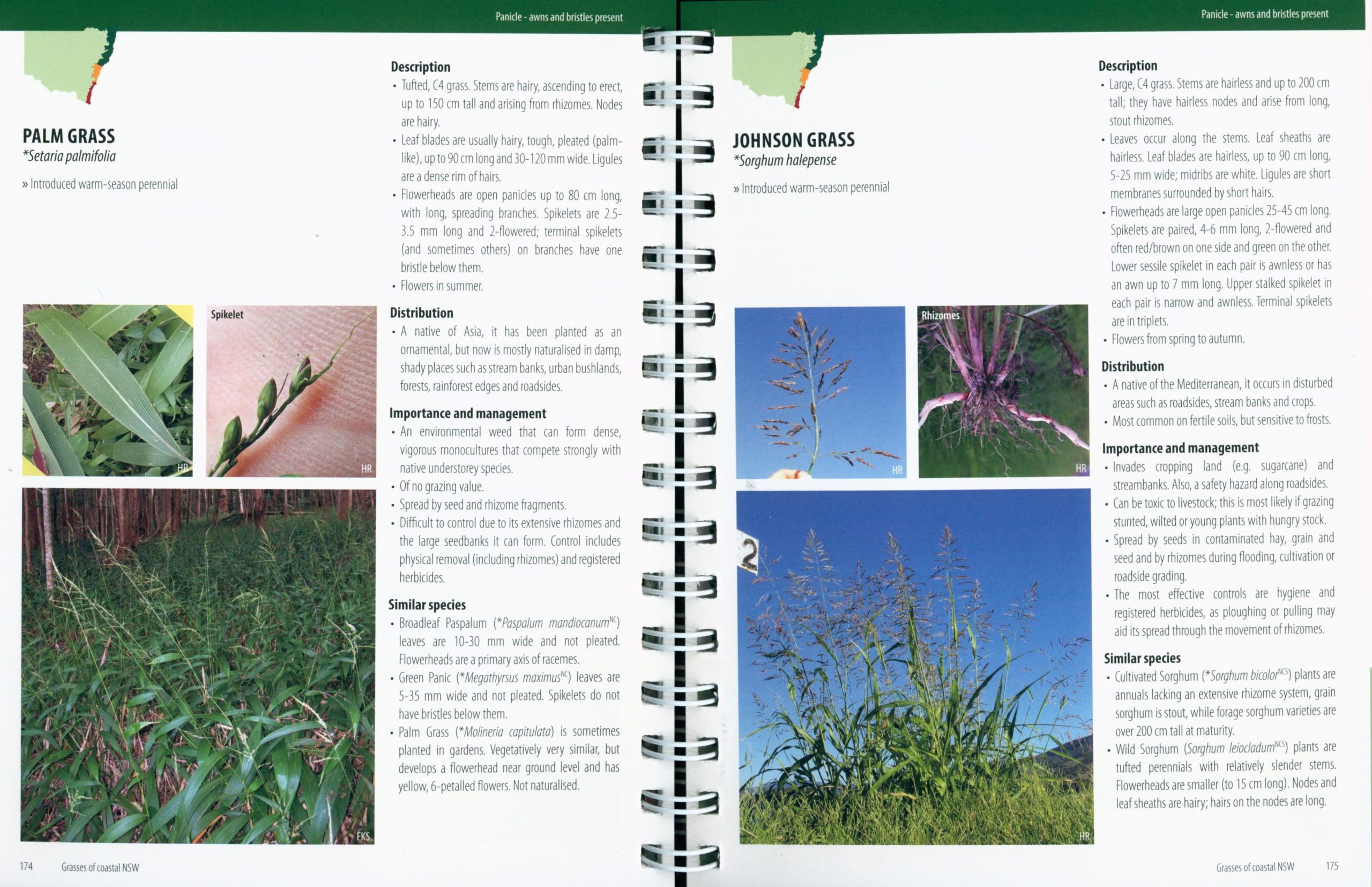 Grasses of Coastal NSW (Second Edition) - Image 4