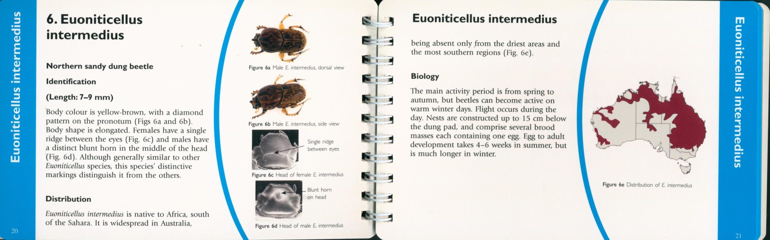 Introduced Dung Beetles in Australia: A Pocket Field Guide (Third Edition) - Image 3