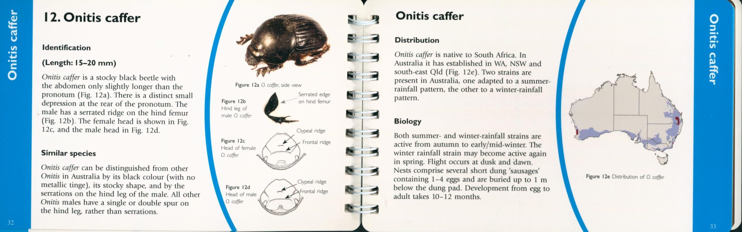 Introduced Dung Beetles in Australia: A Pocket Field Guide (Third Edition) - Image 4