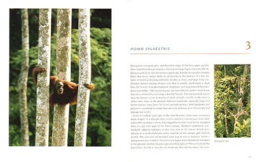 Among Orangutans: Red Apes and the Rise of Human Culture - Image 2