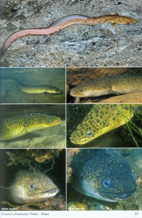 Pictorial Guide to Victoria's Freshwater Fishes - Image 4