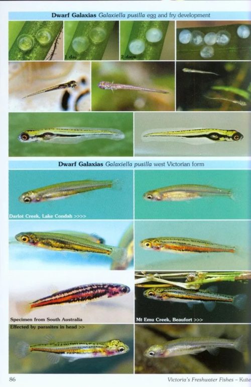 Pictorial Guide to Victoria's Freshwater Fishes - Image 3