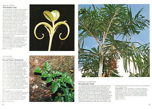 Australian Rainforest Plants VI:  In the Forest & in the Garden - Image 2