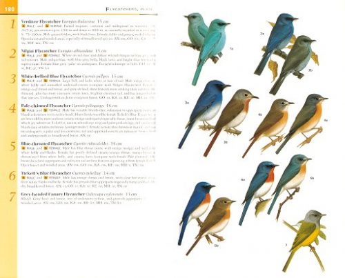 Birds of Southern India (Helm Field Guide) - Image 2
