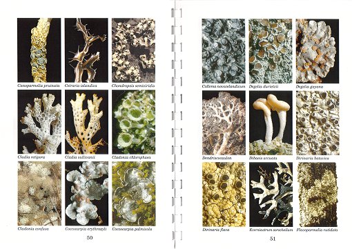 Key to the Genera of Australian Macrolichens - Image 2
