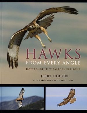 Hawks From Every Angle: How to Identify Raptors in Flight