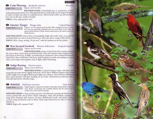 Birds, Mammals and Reptiles of the Galápagos Islands (Second Edition) - Image 2
