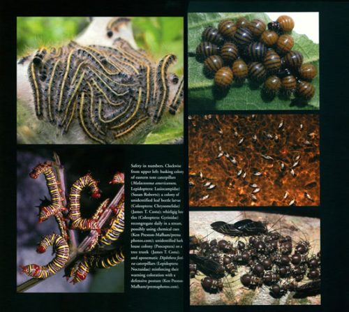 The Other Insect Societies - Image 2
