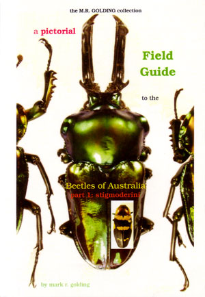 A Pictorial Field Guide to the Beetles of Australia: Part one, Stigmoderini