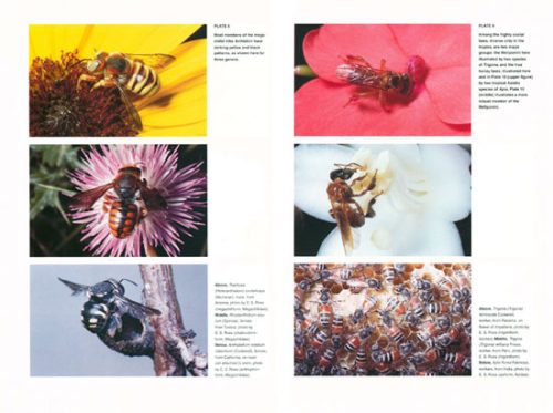 The Bees of the World (Second Edition) - Image 2