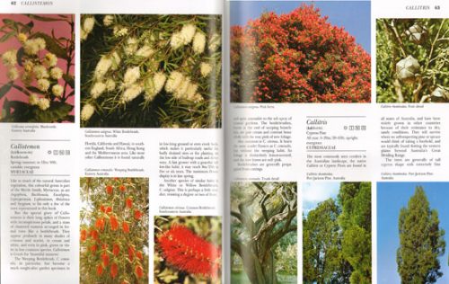 What Tree is That? (Third Edition) - Image 2