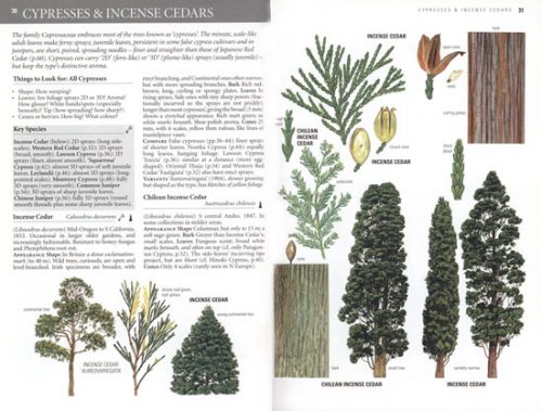 Collins Tree Guide: The Most Complete Field Guide to the Trees of Britain and Europe - Image 2
