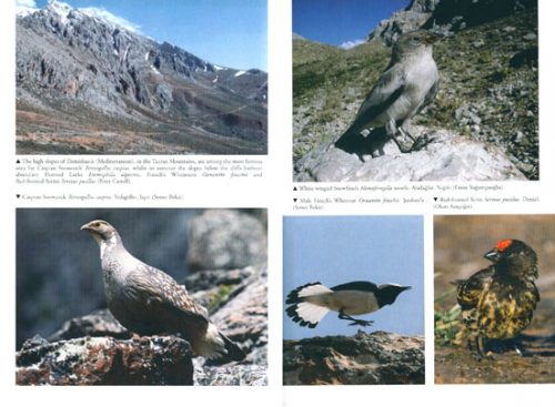The Birds of Turkey - Image 2