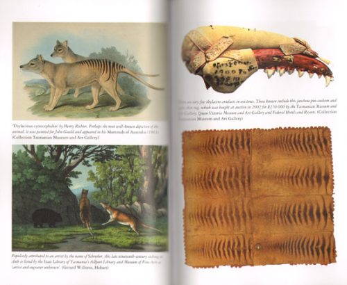 Thylacine: The Tragic Tale of the Tasmanian Tiger - Image 2