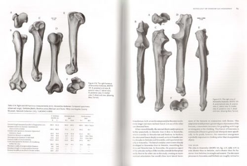 The Other Saber-Tooths: Scimitar-Tooth Cats of the Western Hemisphere - Image 2
