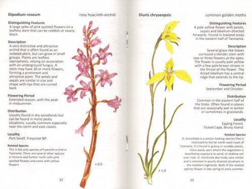 Common Orchids of Tasmania: Plant Identikit (Second Edition) - Image 2
