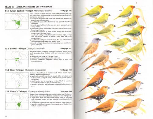 Finches and Sparrows - Image 3