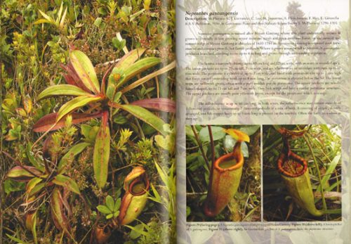Field Guide to the Pitcher Plants of the Philippines - Image 2