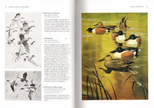Observations of wildlife. - Image 2