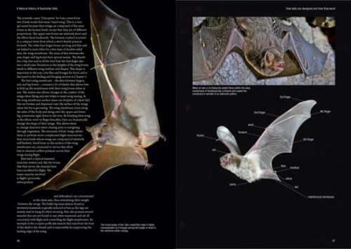A Natural History of Australian Bats: Working the Night Shift - Image 2