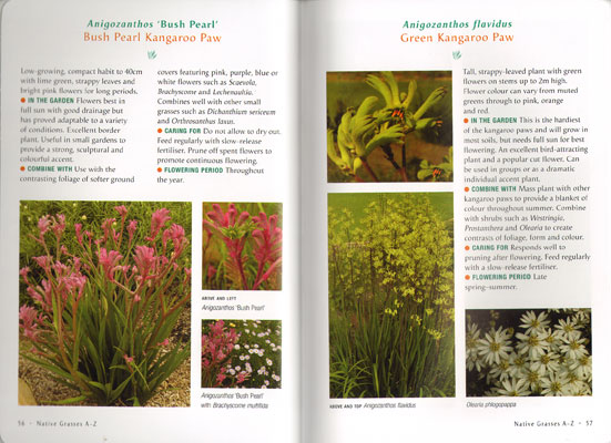 Native Grasses for Australian Gardens - Image 2