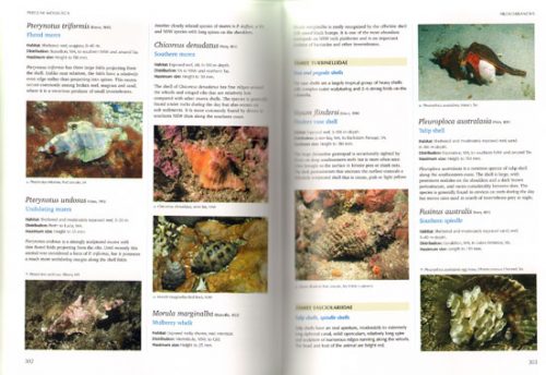 Australian Marine Life: The Plants and Animals of Temperate Waters - Image 2