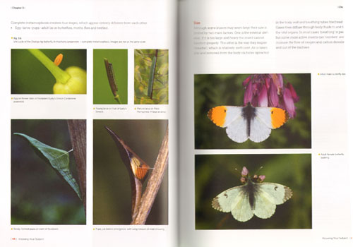 Insect Photography: Art and Techniques - Image 2