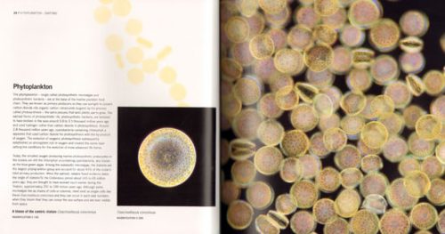 Ocean Drifters:  A Secret World Beneath the Waves - Image 2