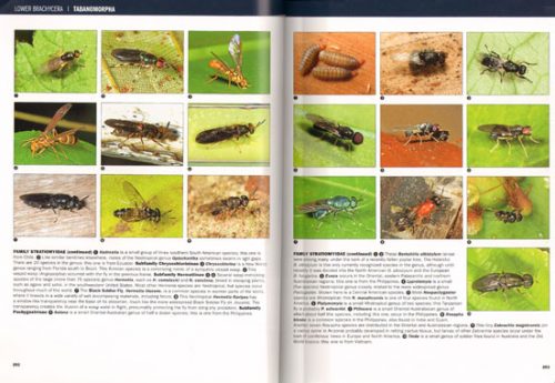 Flies: The Natural History and Diversity of Diptera - Image 2