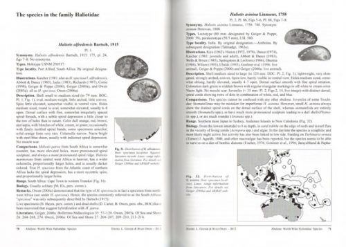 Abalone: Worldwide Haliotidae - Image 3