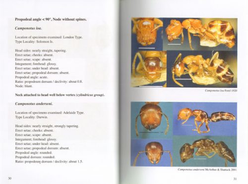 A Guide to Colobopsis Ants of the World - Image 2