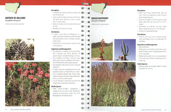 Legumes and Herbs of Coastal NSW - Image 2