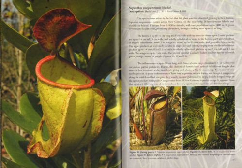 Field Guide to the Pitcher Plants of Australia and New Guinea - Image 2