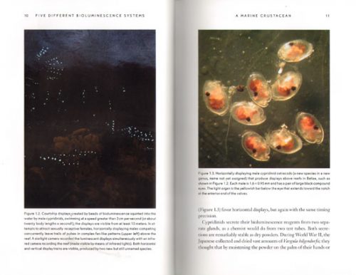 Bioluminescence: Living Lights, Lights for Living - Image 2