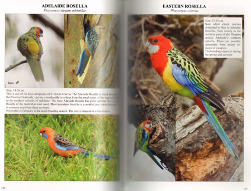 Fleurieu Birds: What to See and Where to See Them - Image 2