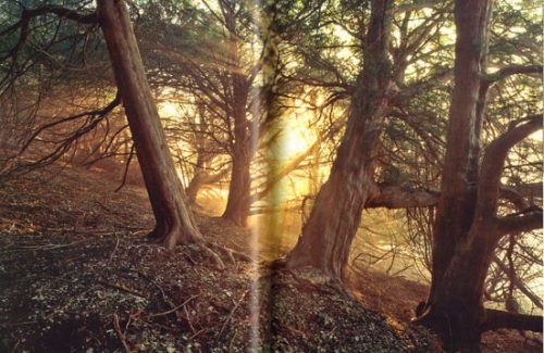 Ancient Trees: Trees that Live for a Thousand Years - Image 2