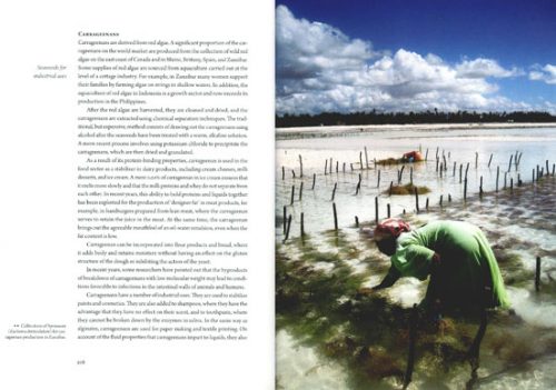 Seaweeds: Edible, Available and Sustainable - Image 2