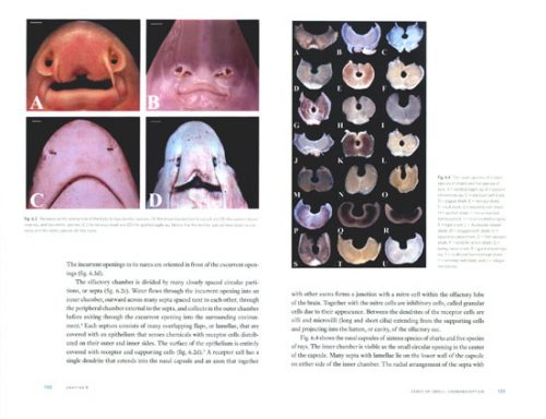 The Biology of Sharks and Rays - Image 2