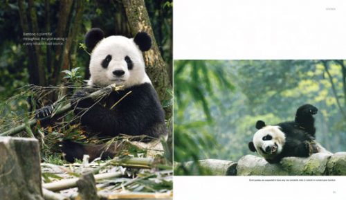 A Visual Celebration of Giant Pandas - Image 2