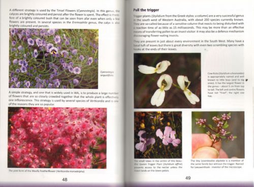 How to Enjoy WA Wildflowers - Image 2