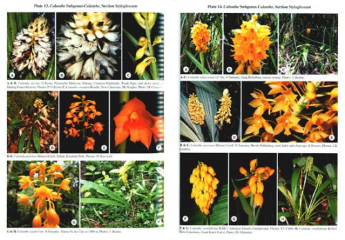 The Genus Calanthe - Image 2