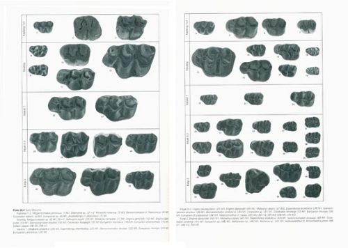 Fossil Mammals of Asia: Neogene Biostratigraphy and Chronology - Image 2