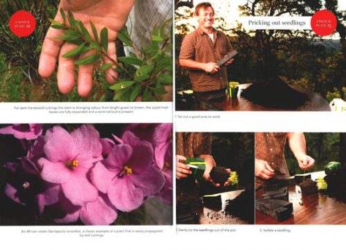 Let's Propagate: A Plant Propagation Manual for Australia - Image 2